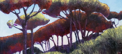 Tree Study Glen Camps Bay | 2020 | Oil on Canvas | 36 x 51 cm